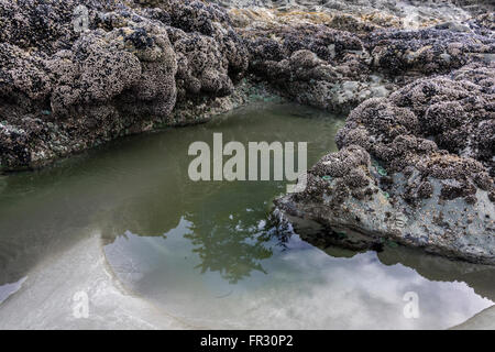 Marée basse avec des reflets, Chesterman Beach, Tofino, Colombie-Britannique, Canada Banque D'Images