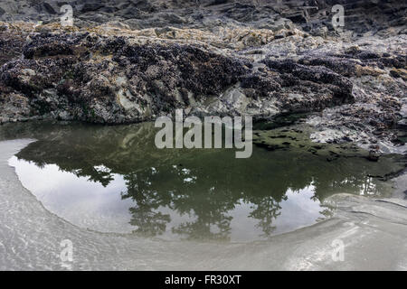 Avec des réflexions de marée, Chesterman Beach, Tofino, Colombie-Britannique, Canada Banque D'Images