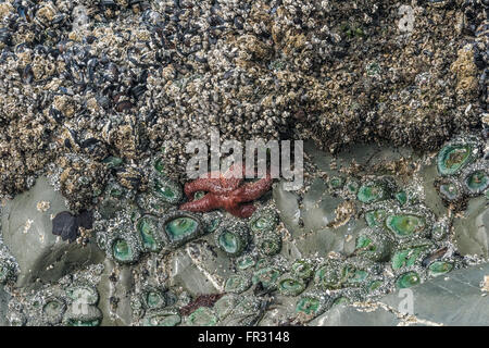 Rock incrustés de Sea life, Chesterman Beach, Tofino, Colombie-Britannique, Canada Banque D'Images