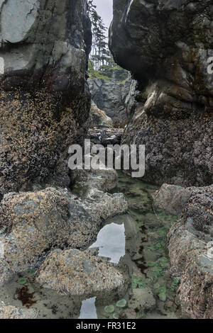 Marée basse la biodiversité, Chesterman Beach, Tofino, Colombie-Britannique, Canada Banque D'Images