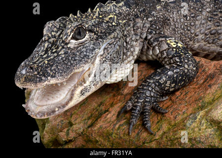 L'alligator de Chine (Alligator sinensis) Banque D'Images