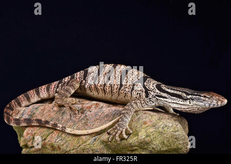 Moniteur de la Caspienne (Varanus griseus caspius) Banque D'Images