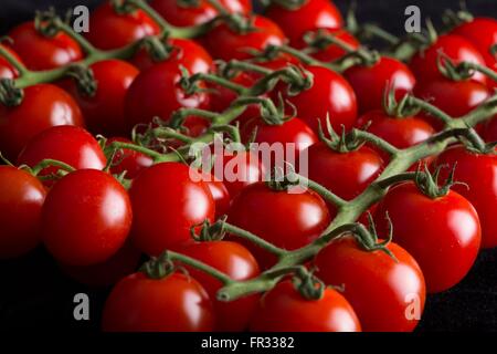 Rangées de tomates cerise rouge vif encore sur la vigne Banque D'Images