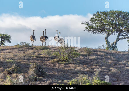 Un troupeau d'autruches tournant au coucher du soleil dans un parc de jeu en Afrique du Sud Banque D'Images