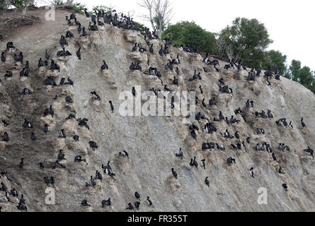 Colonie de cormorans (Phalacrocorax magellanicus Rock) dans les falaises de l'Île Martillo dans le canal de Beagle. Banque D'Images