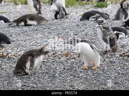 Un Pegnguin Gentoo adultes (Pygoscelis papua) semble être de réprimander un jeune manchot de Magellan (Spheniscus magellanicus) Banque D'Images