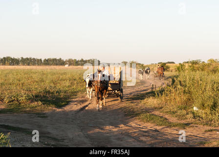 Agriculteur dans le vieux cheval de bois panier vaches mène à la maison. Zone rurale roumaine. Banque D'Images