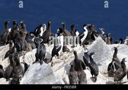 Des profils et de l'immaturité des cormorans (Phalacrocorax atriceps impériale) sur une île rocheuse, dans le canal de Beagle. Ushuaia, Argentine. Banque D'Images