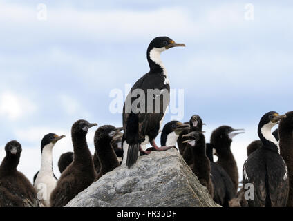 Cormorans impériaux immatures (Phalacrocorax atriceps) sur une île rocheuse, dans le canal de Beagle. Ushuaia, Argentine. Banque D'Images