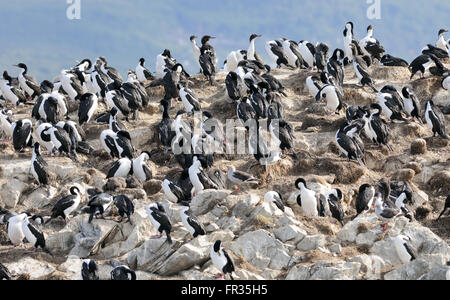 Les jeunes, adultes et immatures cormorans (Phalacrocorax atriceps impériale) sur une île rocheuse, dans le canal de Beagle. Ushuaia, Argentine Banque D'Images