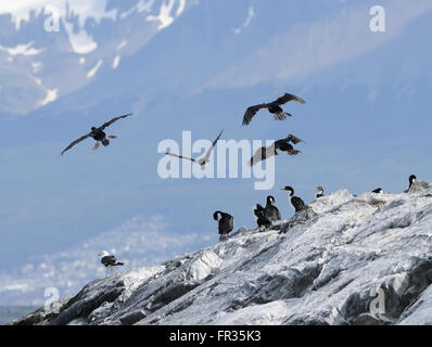 Cormorans (Phalacrocorax atriceps impériale) et de repos en vol sur une île rocheuse, dans le canal de Beagle. Ushuaia, Argentine. Banque D'Images