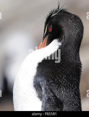 Le Sud Rockhopper Penguin (Eudyptes chrysocome) au lissage à la colonie de nidification sur l'Île Saunders. Îles Falkland Banque D'Images