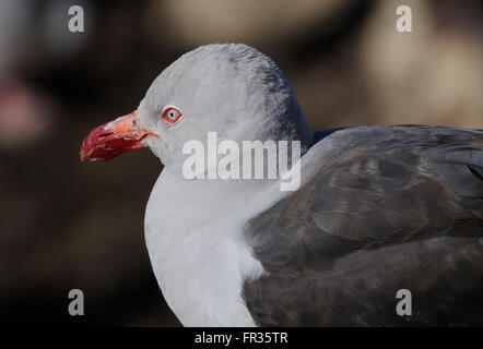 Un dauphin cerclé (Leucophaeus scoresbii) en plumage nuptial au site de nidification sur l'Île Saunders. L'Île Saunders, îles Falkland. Banque D'Images