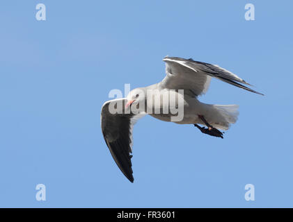 Un dauphin cerclé (Leucophaeus scoresbii) en plumage nuptial en vol. L'Île Saunders, îles Falkland. Banque D'Images