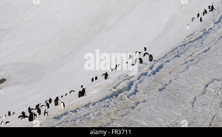 La mue, les manchots (Pygoscelis adeliae) sur le glacier au-dessus de Hope Bay. Hope Bay, île de la Trinité, Péninsule Antarctique Banque D'Images