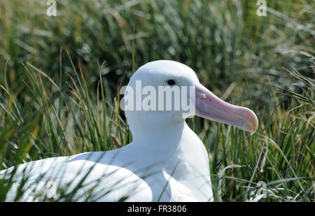 L'albatros hurleur (Diomedea exulans) sur son nid. L'île prion, la Géorgie du Sud. Banque D'Images