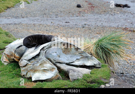 L'ancienne demeure de baleines se trouvent sur la plage parmi les ruines de la station baleinière. Grytviken, Géorgie du Sud Banque D'Images