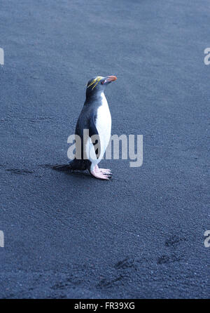 Un macaroni penguin (Eudyptes chrysolophus) se tient sur le sable volcanique noir. L'Île Saunders, îles Sandwich du Sud. Banque D'Images