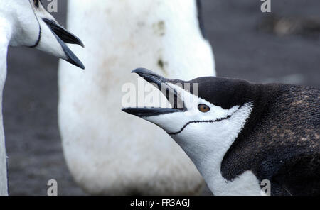 Un jeune manchot à Jugulaire (Pygoscelis antarctica), presque entièrement son plumage d'adulte en mue implore pour avoir de la nourriture. L'Île Saunders Banque D'Images