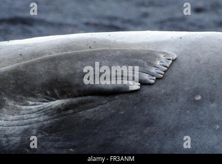 Flipper avant et pinces d'un éléphant de mer du sud pour mineurs (Mirounga leonina) sur le sable volcanique noir de l'Île Saunders. Banque D'Images