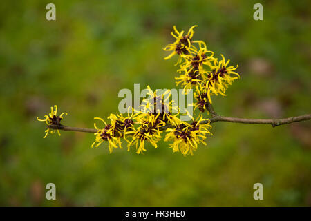 Hamamelis mollis, un arbuste à fleurs très parfumées l'hiver Banque D'Images