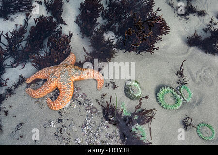 Piscine avec la marée et les anémones de mer étoile verte, Chesterman Beach, Tofino, Colombie-Britannique, Canada Banque D'Images