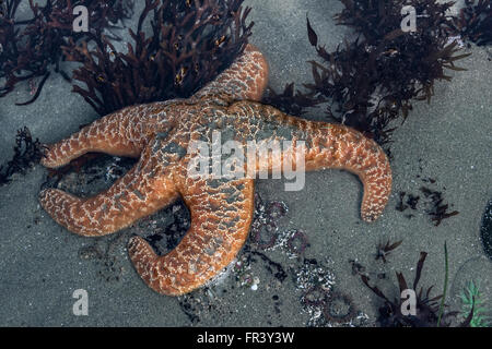 Étoile de mer (Orange) ocraceus piastre dans tide pool, Chesterman Beach, Tofino, Colombie-Britannique, Canada Banque D'Images