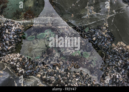 Piscine de marée, au-dessus et au-dessous de l'eau avec des reflets, Chesterman Beach, Tofino, Colombie-Britannique, Canada Banque D'Images