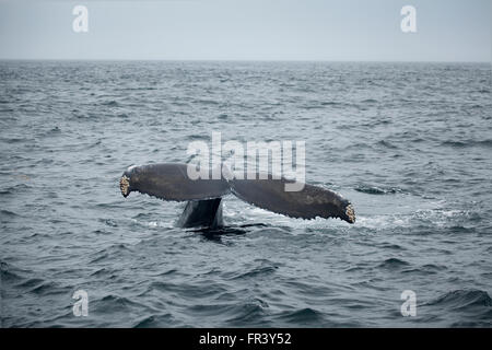 Queue de baleine à bosse Banque D'Images