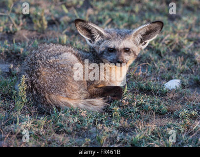 Serengeti bat-eared fox recroquevillé et face caméra dans la fin de journée Banque D'Images
