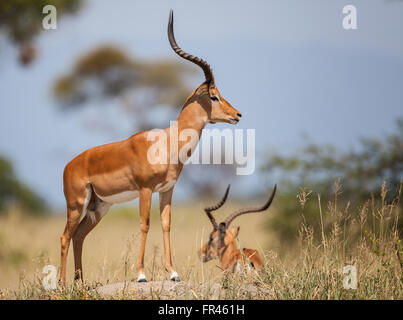 Impala mâle debout sur le roc à l'enquête sur les prairies du parc national de Tarangire avec un autre homme couché dans le fond de l'herbe Banque D'Images