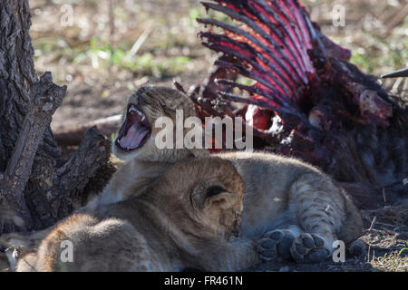 Deux des lionceaux en fin d'après-midi se reposer après l'alimentation sur les restes de gnous fraîchement tués par le soleil en contre-jour Banque D'Images