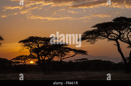 Serengeti sunrise d'acacias et de Crater Highlands dans l'arrière-plan Banque D'Images