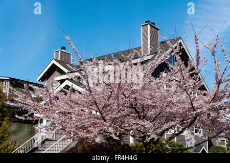 Rose et blanc Fleur de cerisier d'ornement arbre en face d'une maison à Vancouver, Colombie-Britannique, Canada Banque D'Images