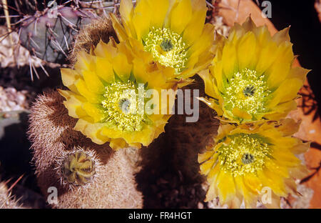 Cactus arc-en-ciel en fleur, Big Bend National Park, Texas, USA. Banque D'Images