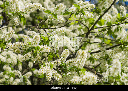 Blossom bird cherry tree branches sur le printemps Banque D'Images