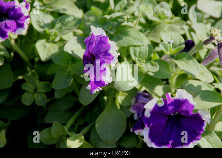 Petunia hybrida jupe violette de Cascadia, famille des Solanacées, le cultivar à fleurs violet bleu avec bords blanc cultivé, rapport annuel Banque D'Images