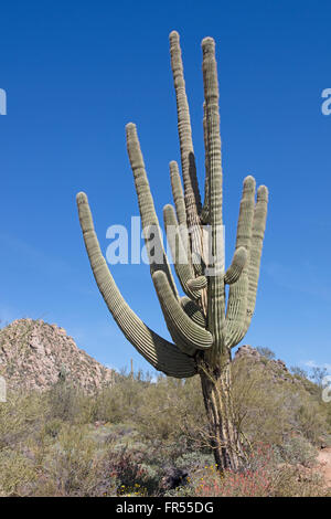 Cactus géant saguaro armés multiples Banque D'Images