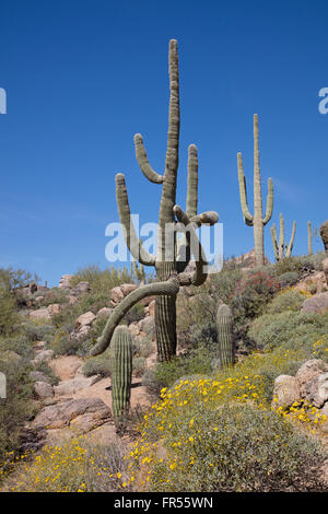 Cactus géant saguaro et fleurs sauvages Banque D'Images