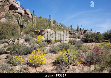 Fleurs sauvages dans le sud-ouest de desert USA Banque D'Images