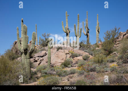 Cactus géant saguaro sur une montagne du désert Banque D'Images