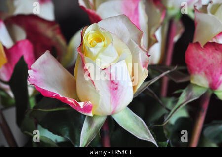 Crème et Rouge Roses Banque D'Images