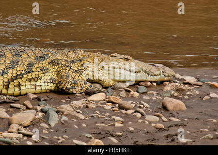 Crocodele allongé sur la rive de la rivière Mara au Kenya Banque D'Images