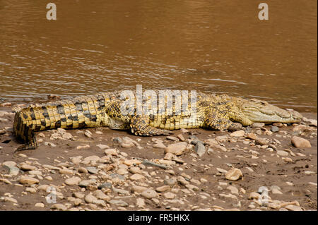 Crocodele allongé sur la rive de la rivière Mara au Kenya Banque D'Images