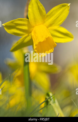 Narcisses nains close up - daffodil Banque D'Images