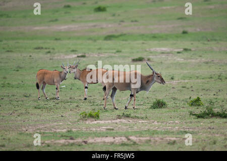 Elands commun dans le Masai Mara National Park Banque D'Images