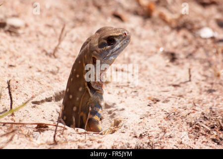 Reptile Leiolepis il est coloré d'une couleur dans la nature. Leiolepis belliana. Banque D'Images