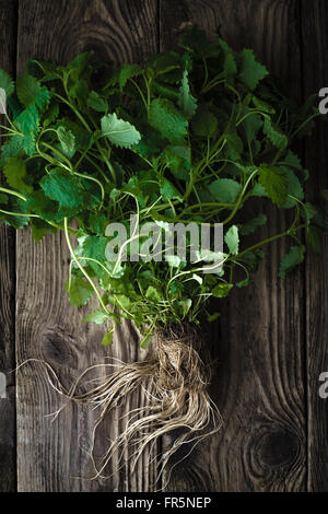 La menthe verte avec des racines sur une table de bois à la verticale Banque D'Images