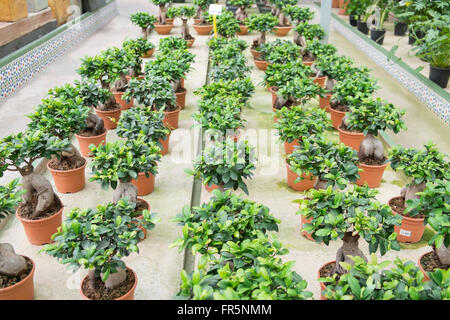 Ficus Ginseng dans une pépinière Banque D'Images