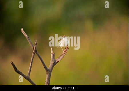 Pekanbaru, Indonésie. Mar 19, 2016. Cisticolidae juncidis cisticole (oiseau) à Pekanbaru, dans la province de Riau en Indonésie. © Adi Sudarto Riau/Images/Pacific Press/Alamy Live News Banque D'Images